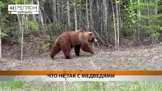 ПОЧЕМУ МЕДВЕДИ ЗАЧАСТИЛИ В НАСЕЛЁННЫЕ ПУНКТЫ, ОБЪЯСНИЛИ В МИНЛЕСОХОТЫ КАМЧАТКИ • НОВОСТИ КАМЧАТКИ