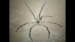 Different Types of Spiders - part 2