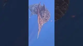 Whale Shark Swimming in the Maldives