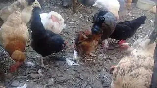TOYUQLAR VE CUCELER / FIRENG TOYUQLARI / HINDUSKALAR !!!