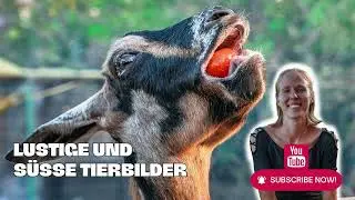 Guaranteed laughter with goats: You won't stop grinning!