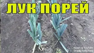 Leeks from A to Z! How to grow, plant, and fertilize leeks.