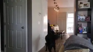 Billy meets roomba