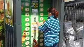 Free-range eggs 20140531 1156361