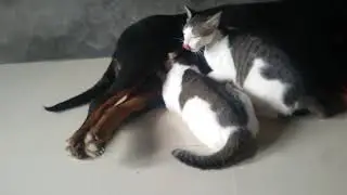 Anjing Rottweiler betina menyusui anak kucing hingga dewasa