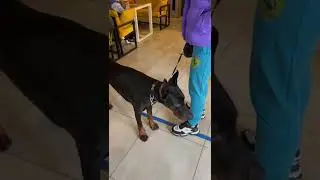 This is ROYS!!!))) Very Smart Doberman!  Very Kind!!!  At first glance Very Dangerous)))) ❤️