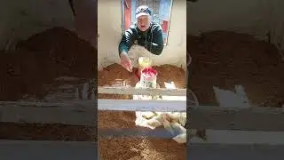 ОБРАБОТАЙ ЭТИМ ПОЛЫ В ЦЫПЛЯТНИКЕ! 07.06.2024 год.  