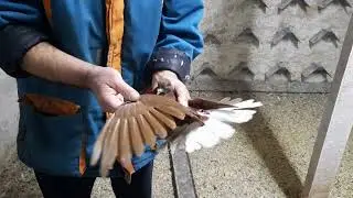 Молодые второй выводок 29 03 2023 года