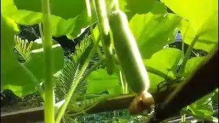 Upo or Bottle Gourd Excited to grow bigger #fyp #trending #reels #youtube #farming #vegetables
