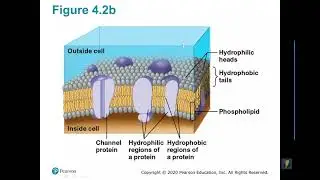 Biol 101 Introduction to Cells