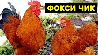 Разведение кур породы Фокси Чик как бизнес идея | Куры Фокси Чик