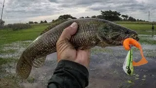 Pescaria de Traíras com as Iscas Sapito, MiniFrog, SnakeHead, CrazzyMove 🎣