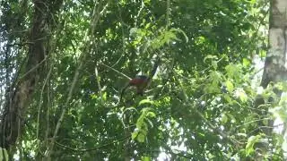 Wild spider monkeys in Costa Rica at Carara National Forest
