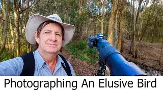 Photographing An Elusive Bird