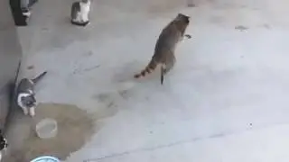vs lafanya