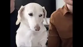 What the dawg doin?