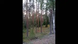 №47 Гармонизация потоков энергий радости
