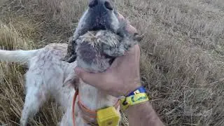 GARA DE LA ARMIÑÉN Media Veda 2019 VI