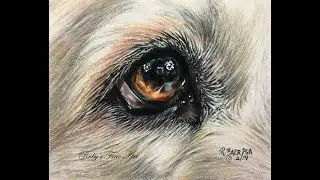Golden Retriever Eye Demo