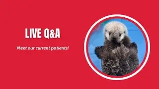 Q&A: Meet the Patients at the Rescue Centre