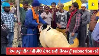ਲਾਇਵ ਸੌਦਾ ਬੱਕਰੀ ਮੰਡੀ ਤੇ
