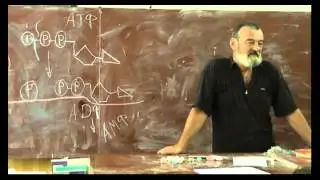 65 АТФ и АДФ