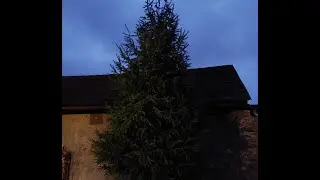 Kácení stromku na Vánoce