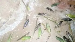 Выводятся Махаоны из перезимовавших куколок.