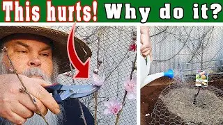 Planting a Peach tree. Espalier basics and standard fruit tree planting tips too