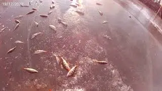 Бешеный клев окуня