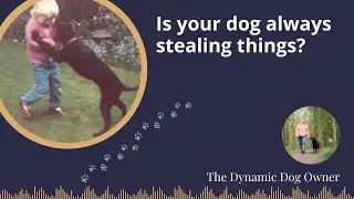 Is your dog always stealing things?