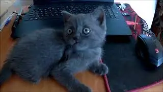 МАЛЕНЬКИЙ КОТИК  Марсик играет и радуется жизни!