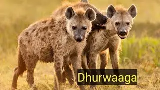 Boqortooyada warabaha(dhurwaga)?