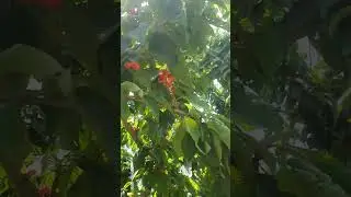 Вот и приехали#черешня#