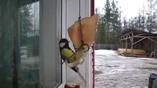 птицы беспредельщики