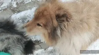 Вот так и живём собачьи будни