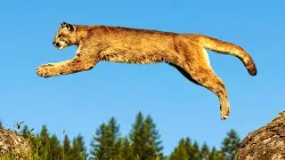 Leaping Cougars?! Can They Really Jump 40 Feet?