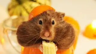 🎃Halloween Hampters
