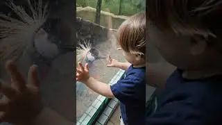 Sandhill Crane Playfully Pecks at Little Boy’s Finger Behind Barrier