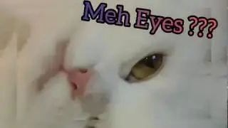 CATlebrity : BEAUTIFUL EYED CAT!!