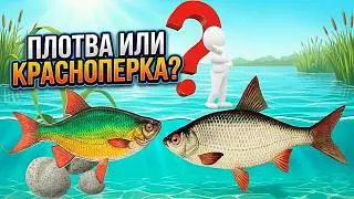Плотва vs Красноперка: Главное отличие, которое всегда под рукой.