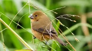 Chorão / Sporophila leucoptera - Fêmea 🙂