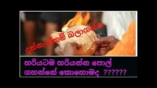 හරියටම හරි යන්න පොල් ගහන්නෙ කොහොමද pol gasima