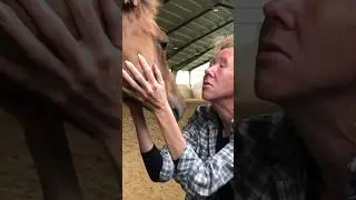 He is the reason♥️ That I breed🔥#horse #shorts #equestrian