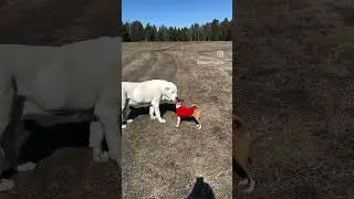 #алабай & #питомникалабаев #собака #таежныйталисман #басенджи