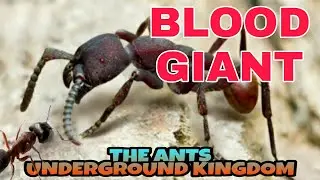 THE ANTS UNDERGROUND KINGDOM - BLOOD GIANT. NOMAMYRMEX ESENBECKII