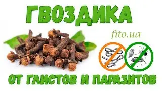 Гвоздика пряность - описание, как приготовить, инструкция, где купить