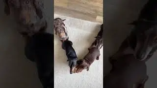 #LOVE this trend ❤️ via @the_daxie_troublevia TikTOk #MichaelBuble #FanRepost