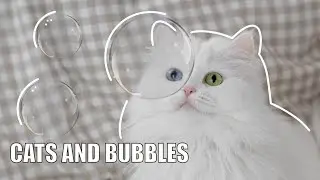 CATS' 1st REACTION TO BUBBLES 🫧 bubble popped on Mia's head, cute meows, exercise wheel running