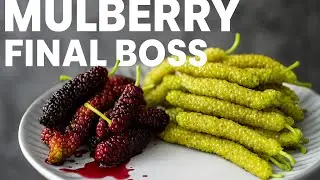 Best Mulberries for Your Garden – White Shatoot, Pakistani & Shamitoot Compared